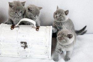 Hodowla Kotów Brytyjskich AIKO*PL - Kocięta Miot I