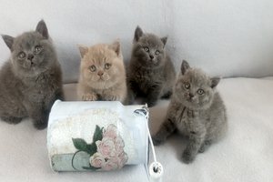 Hodowla Kotów Brytyjskich AIKO*PL - Kocięta Miot J