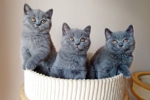 Hodowla Kotów Brytyjskich AIKO*PL - Kocięta Miot N