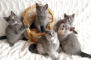 Hodowla Kotów Brytyjskich AIKO*PL - Kocięta Miot O