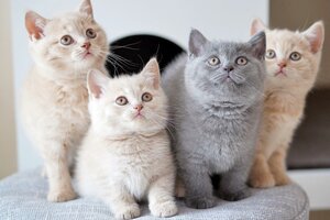 Hodowla Kotów Brytyjskich AIKO*PL - Kocięta Miot S