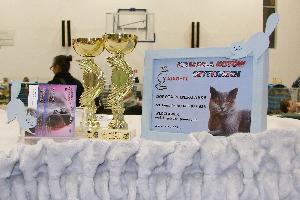 Międzynarodowa Wystawa Kotów Rasowych w Toruniu – 14 luty 2016