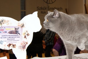 Międzynarodowa Wystawa Kotów Rasowych w Toruniu – 15 luty 2015