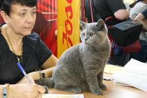 Międzynarodowa Wystawa Kotów Rasowych w Toruniu – 15 wrzesnia 2018