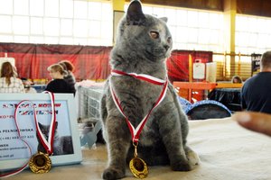 Międzynarodowa Wystawa Kotów Rasowych w Toruniu – 16 wrzesnia 2018