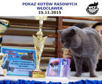 Pokaz Kotów Rasowych we Włocławku – 15 listopad 2015