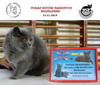 Pokaz Kotów Rasowych we Włocławku - 23 listopad 2014